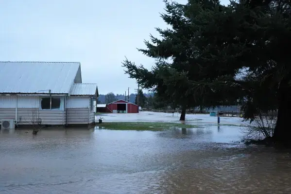 Rain runoff flooding a yard beside tall evergreens during a Puget Sound storm
