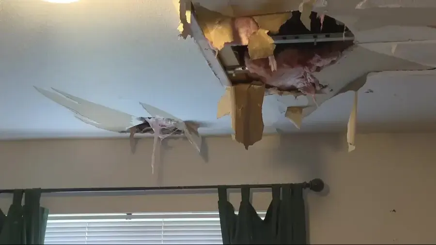 Soaked ceiling drywall torn open above a window after a leak in Federal Way
